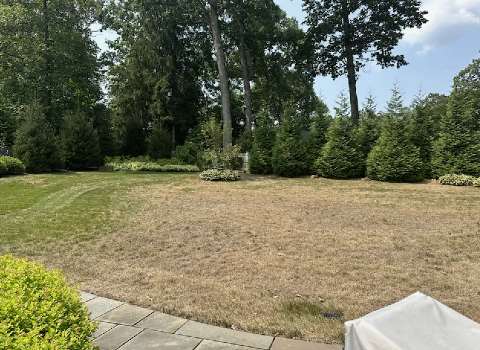 Before — Summit backyard lawn killed by chinch bugs and summer disease beside a stone patio