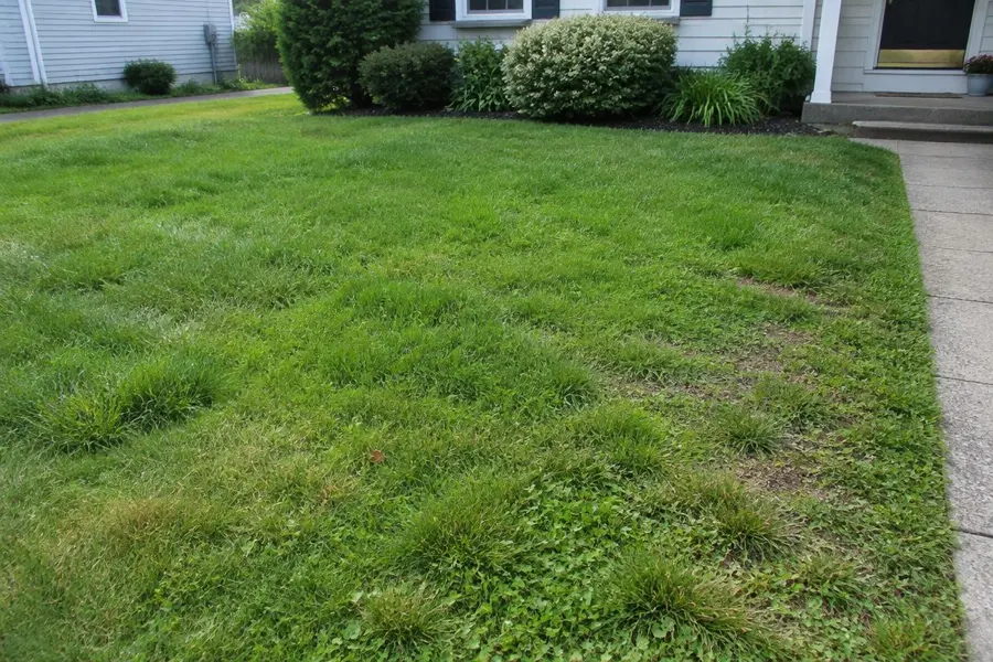 Older front lawn with mixed grass textures, clumps and thin spots beside a walkway in Springfield, NJ