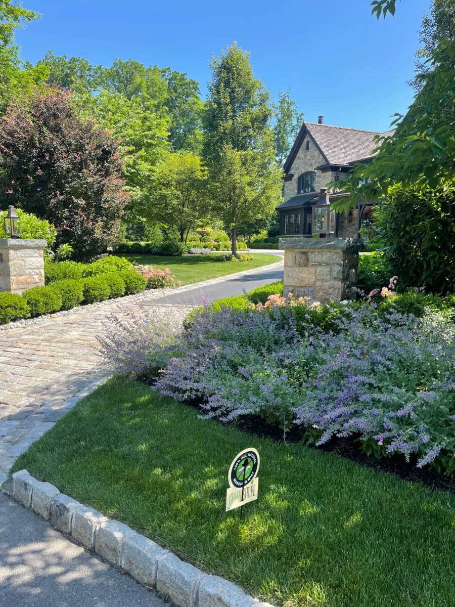 Thick, deep green front lawn beside a cobblestone driveway, stone pillars and blooming catmint at a stone Tudor-style estate on Beechwood Road in Summit, NJ, cared for on the GreenStripe Superintendent Lawn Program