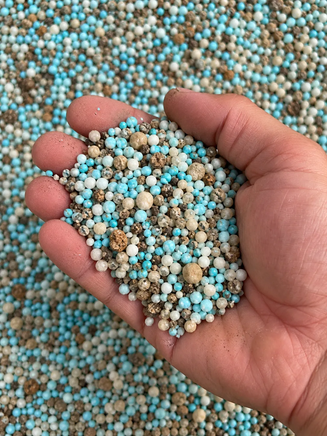Hand holding a custom blend of granular lawn fertilizer with blue, white and brown prills