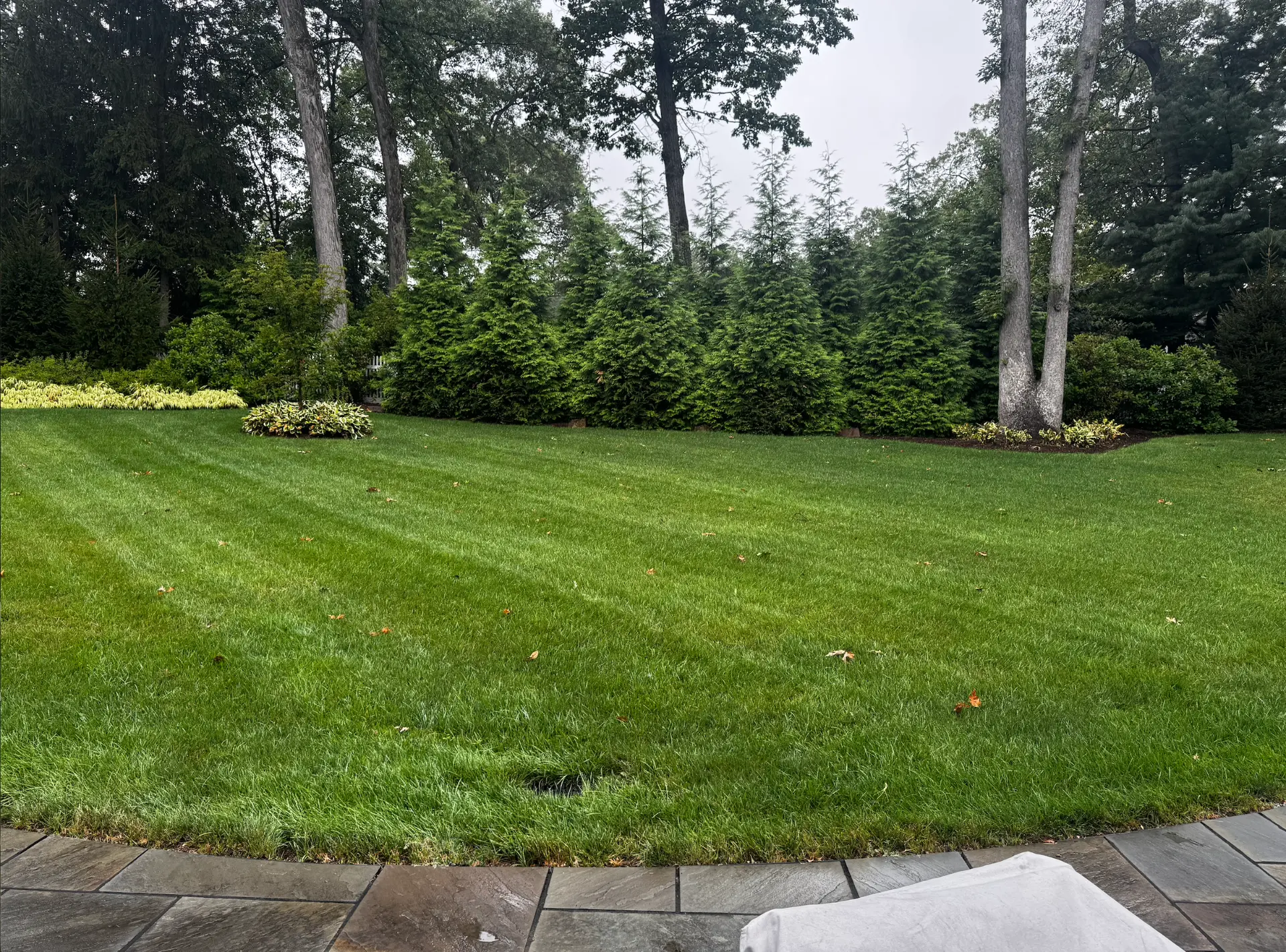 After — the same Summit backyard lawn thick, green and striped one season later