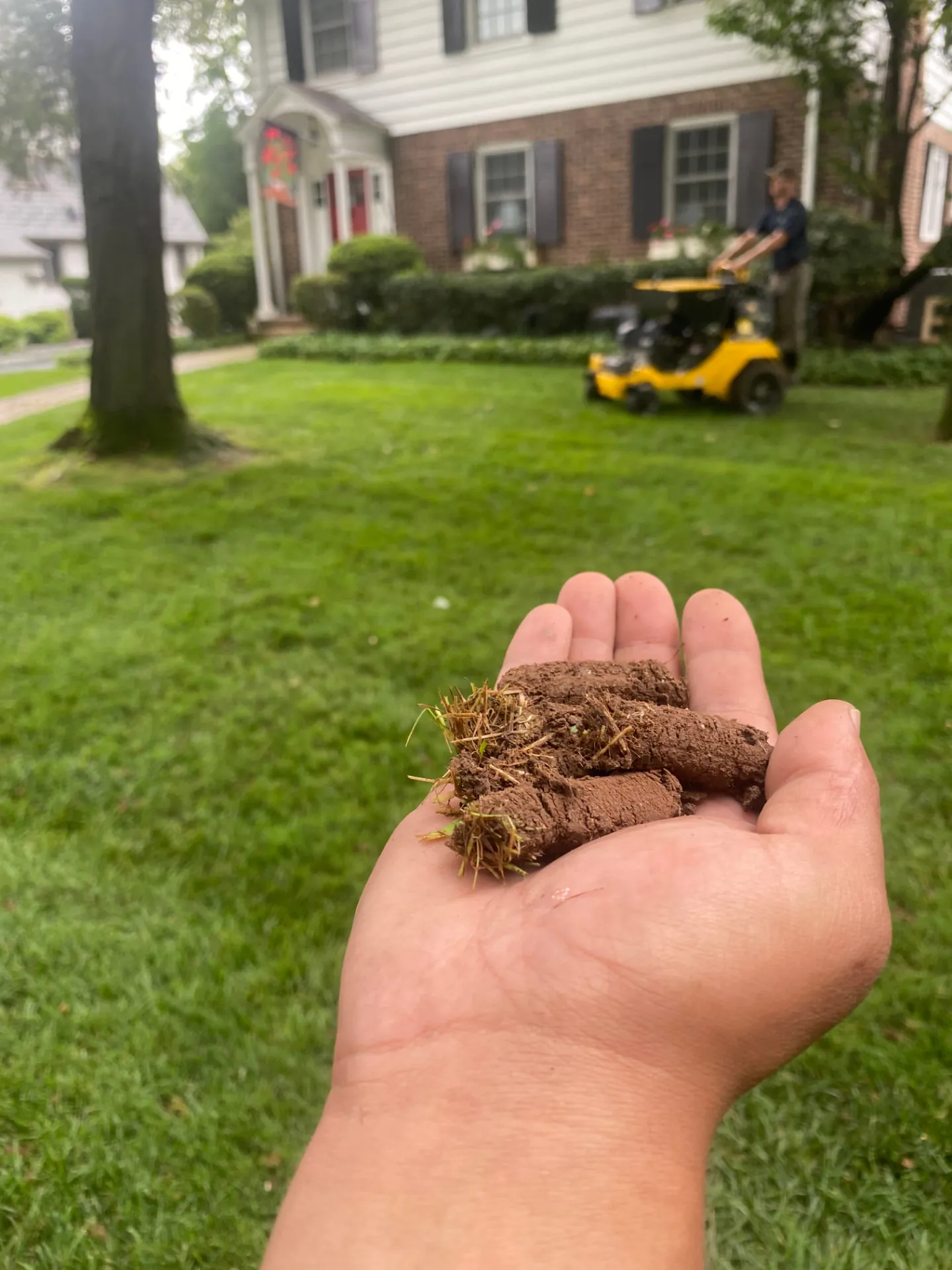Core aeration plugs pulled from a compacted lawn