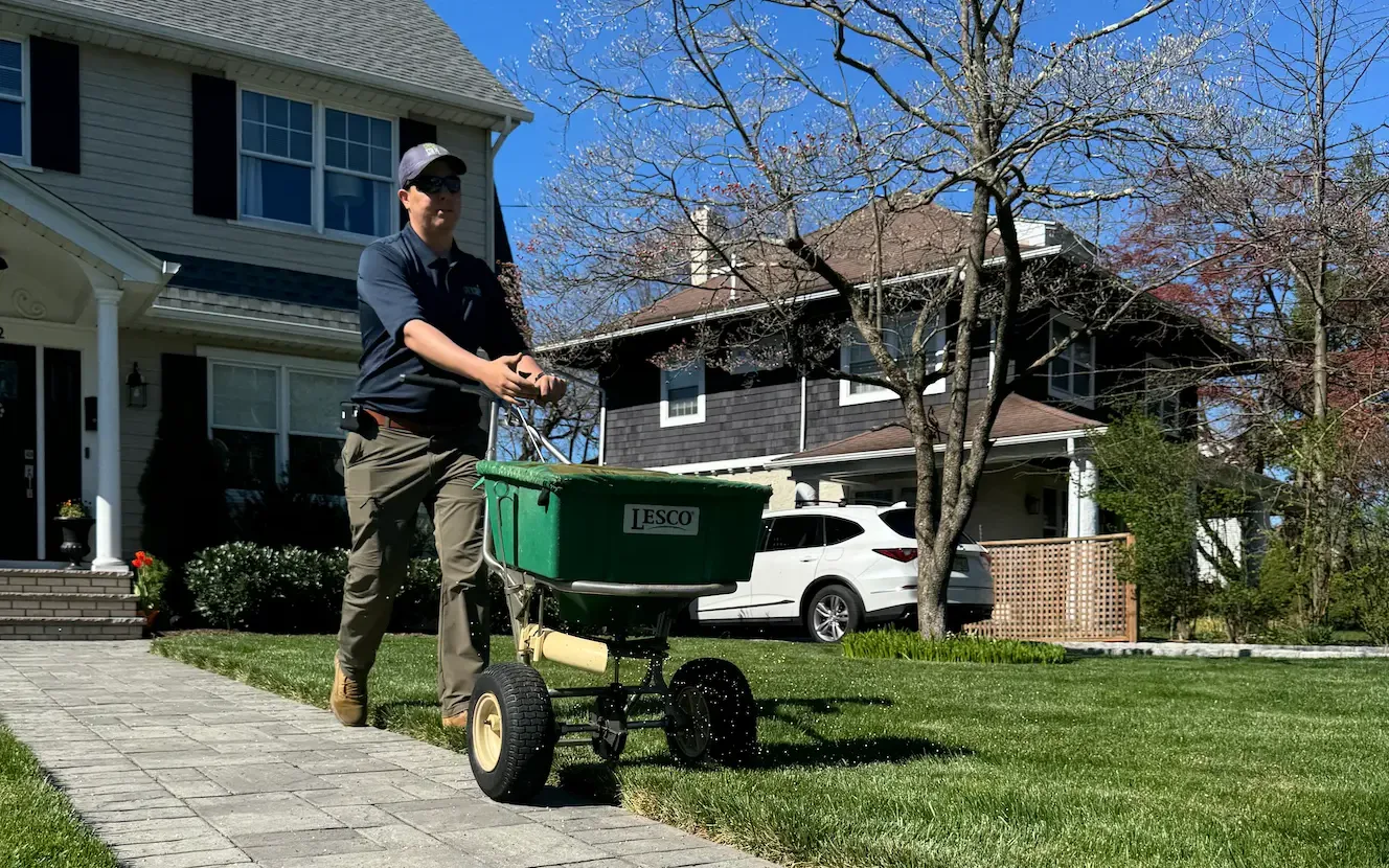 GreenStripe lawn technician pushing a broadcast spreader to apply spring pre-emergent along a paver walkway on a front lawn in Westfield, NJ