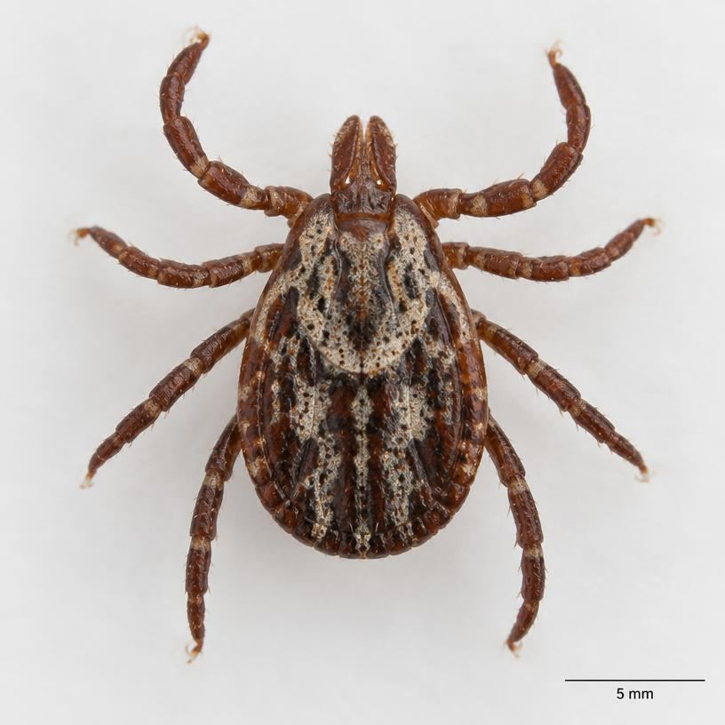 Macro photograph of an American dog tick with a mottled patterned back