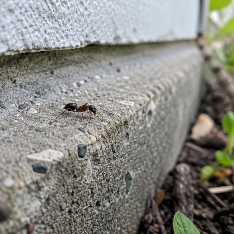 Close-up of an ant crawling along a concrete home foundation