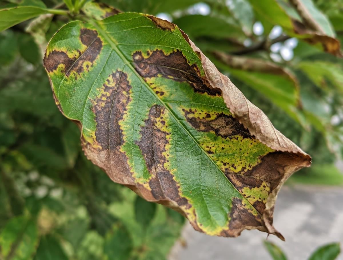 Anthracnose blotches spreading along the veins of an ornamental tree leaf