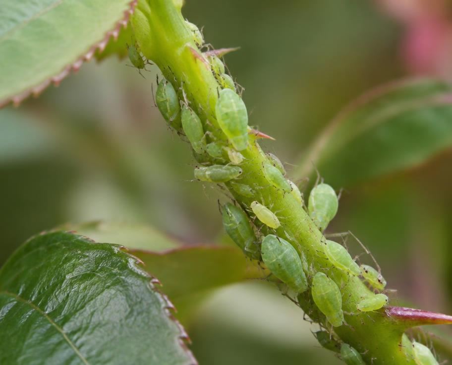 Green aphids clustered on a tender ornamental plant stem