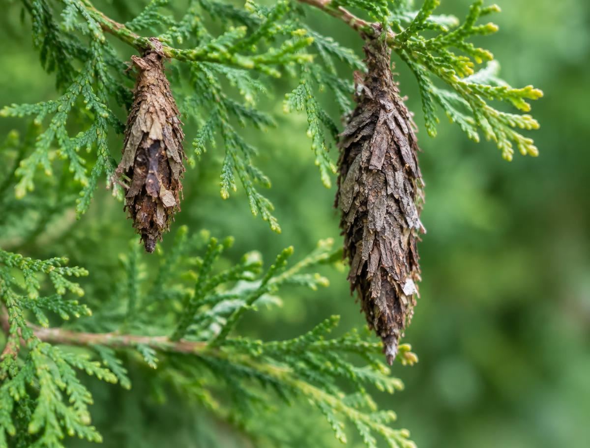 Brown cone-shaped bagworm bags hanging from evergreen arborvitae branches