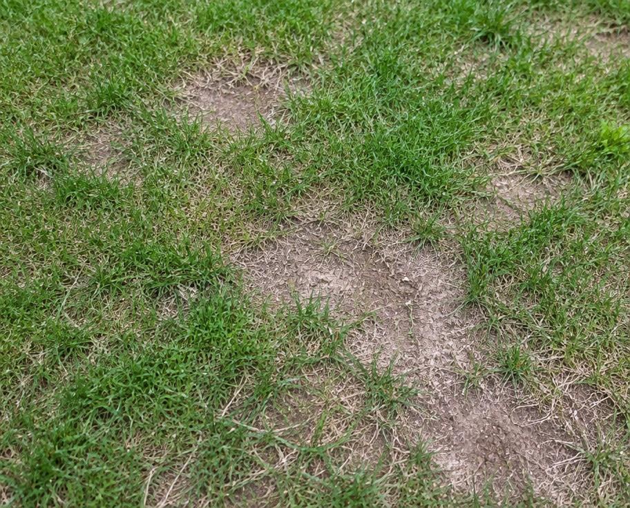 Thin, bare lawn areas on a newly built New Jersey property