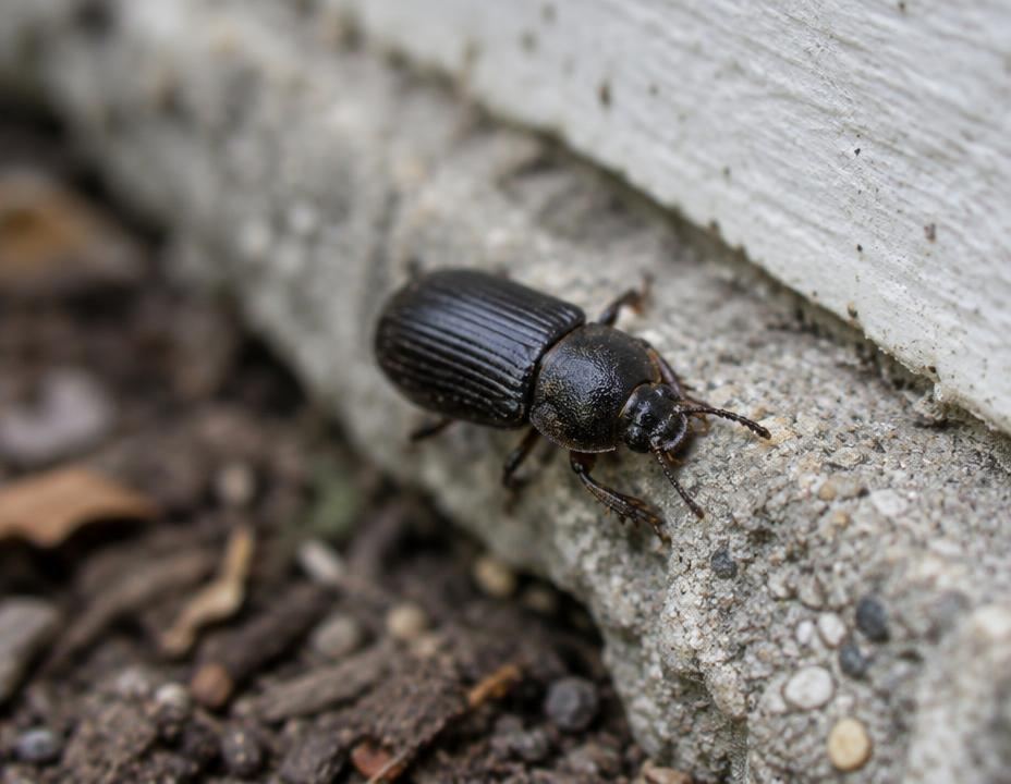 Macro photograph of a small dark beetle along a home foundation
