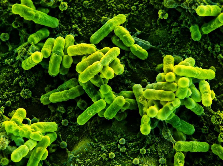 Microscope view of beneficial soil bacteria