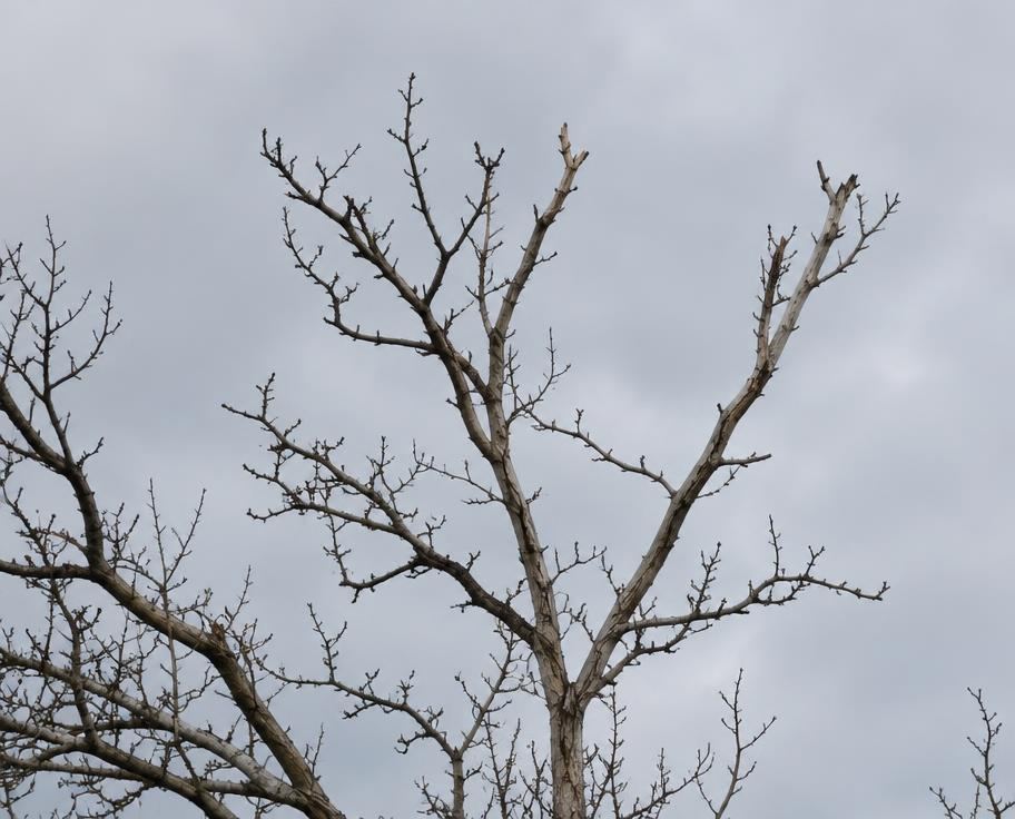 Bare dead branches on an ornamental tree showing dieback