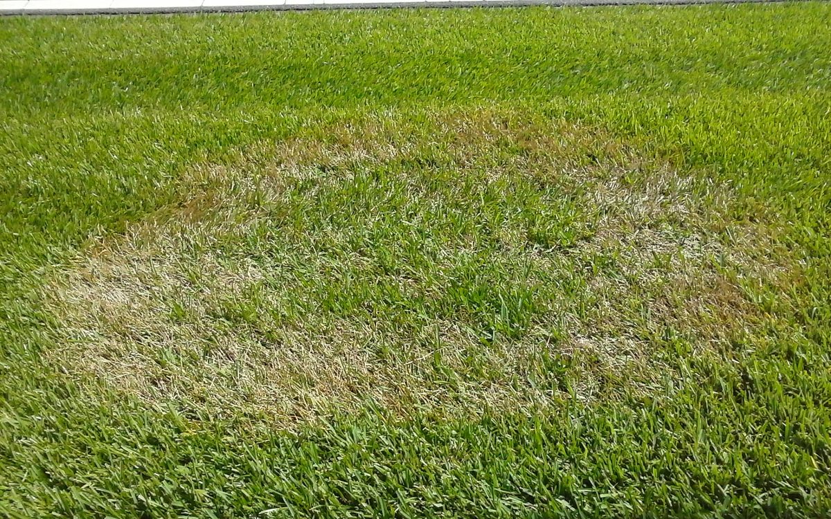 Brown patch fungus forming a large circular ring of tan, straw-colored grass with green turf recovering in the center of a home lawn