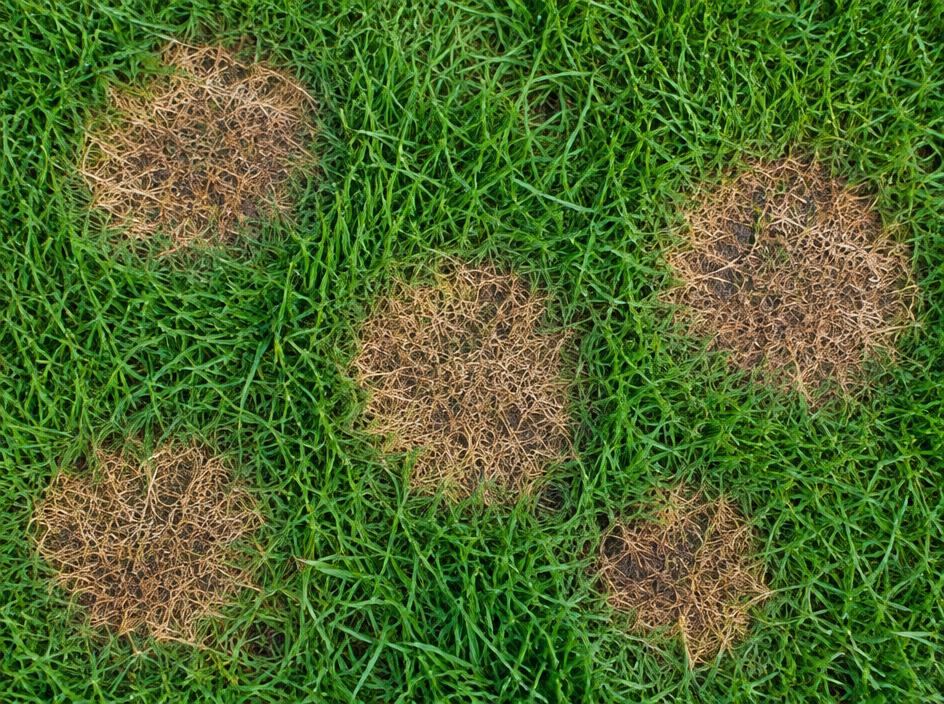 Circular brown patch disease damage in a green lawn