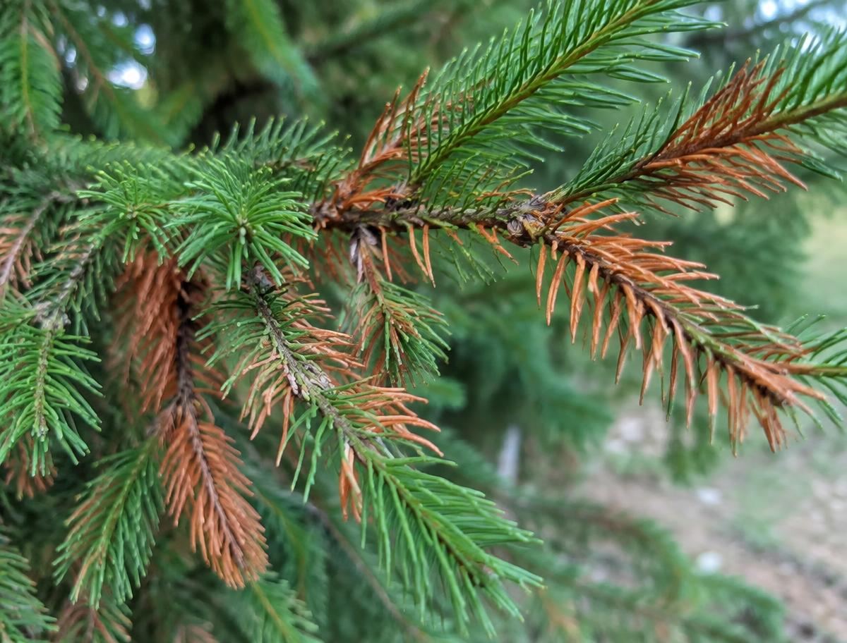 Evergreen branch with browning orange needles mixed among healthy green needles