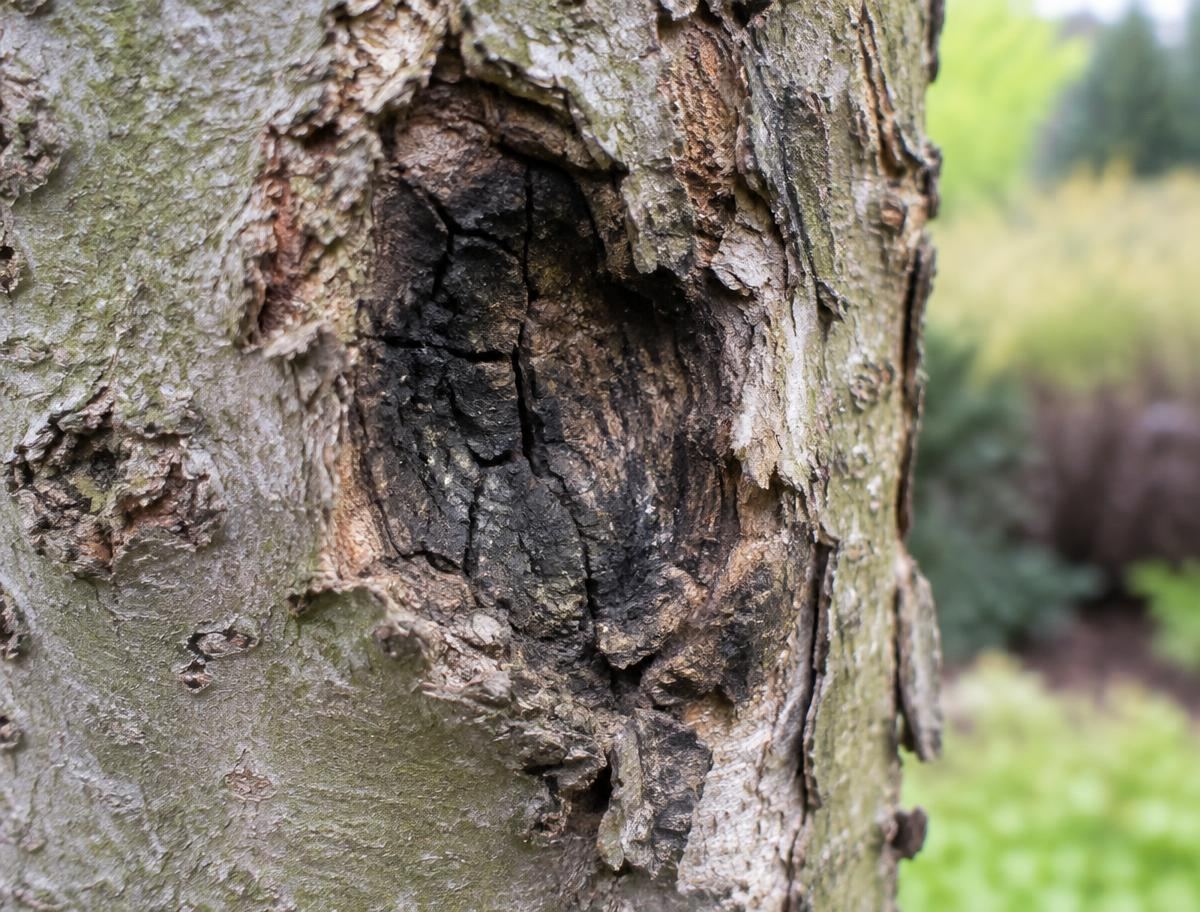 Sunken cracked canker lesion on the bark of an ornamental tree trunk