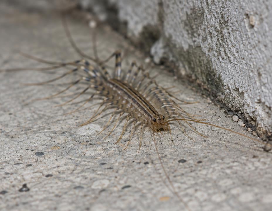 Macro photograph of a house centipede beside a concrete foundation