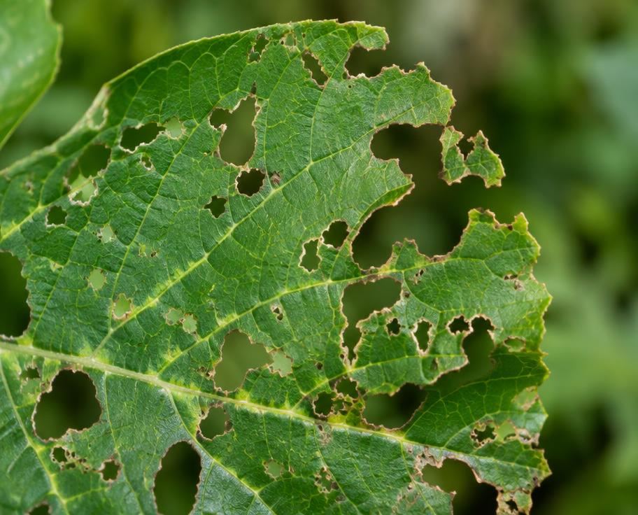 Green leaf with ragged holes chewed by feeding insects