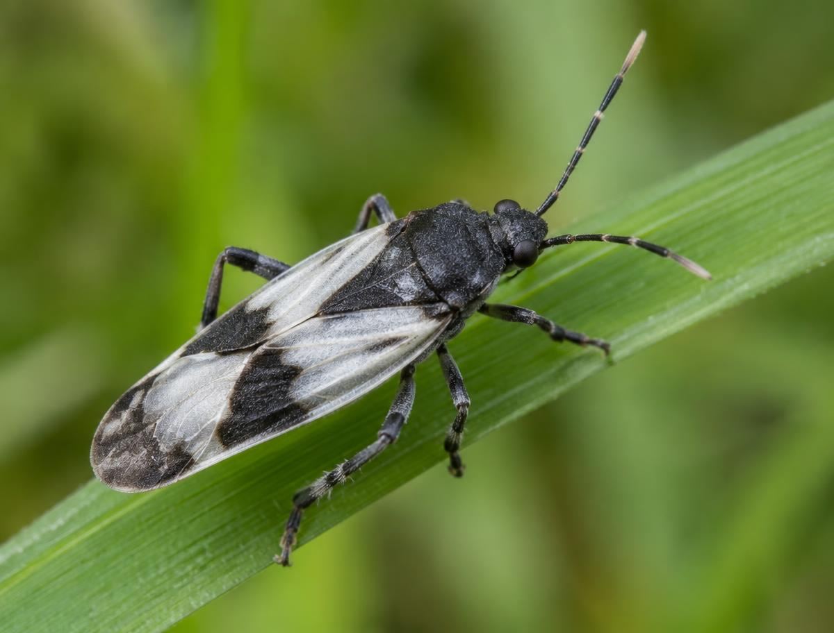 Chinch bug resting on a green grass blade