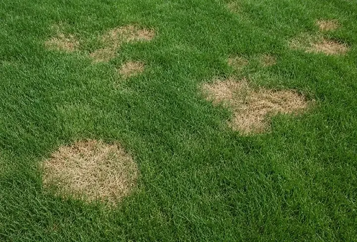 Green lawn with several circular and irregular straw-colored patches of the kind turf disease can cause