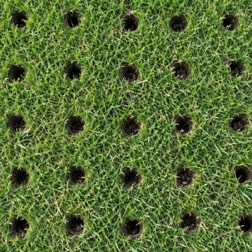 Core aeration holes pulled across lawn turf