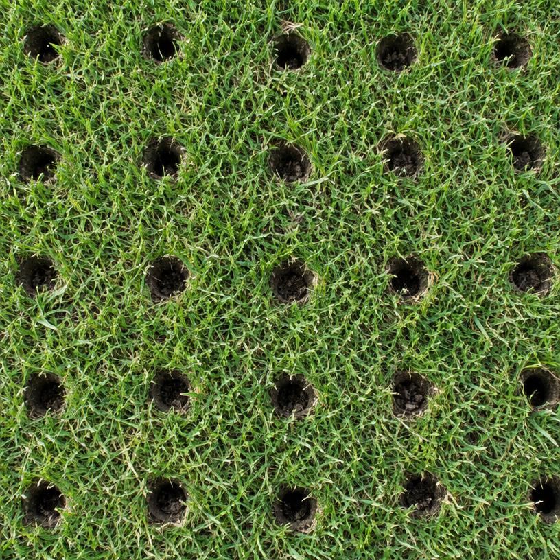 Core aeration holes pulled across lawn turf