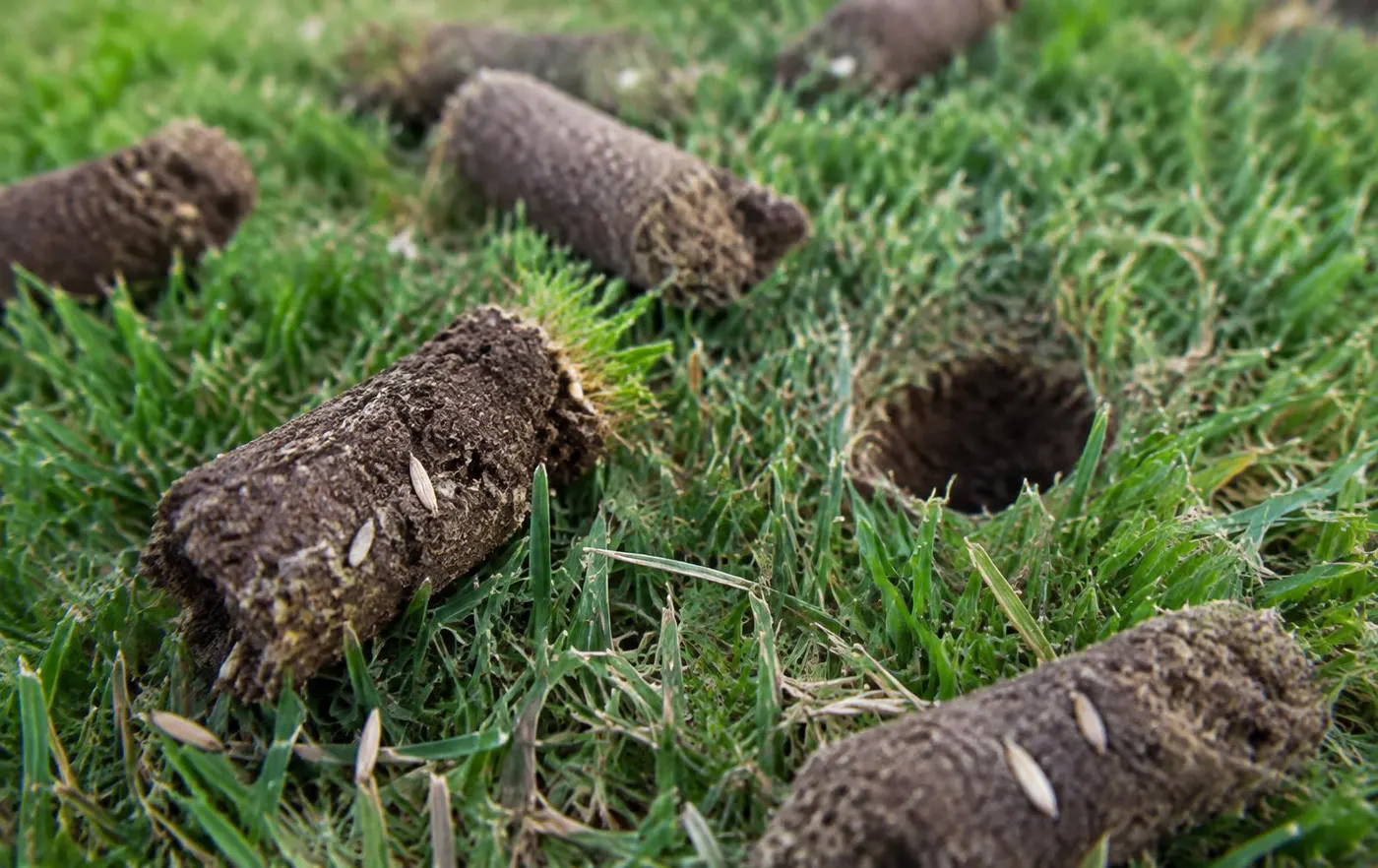 Close-up of fresh core aeration soil plugs lying on green cool-season turf beside an open aeration hole, with grass seed on the soil surface
