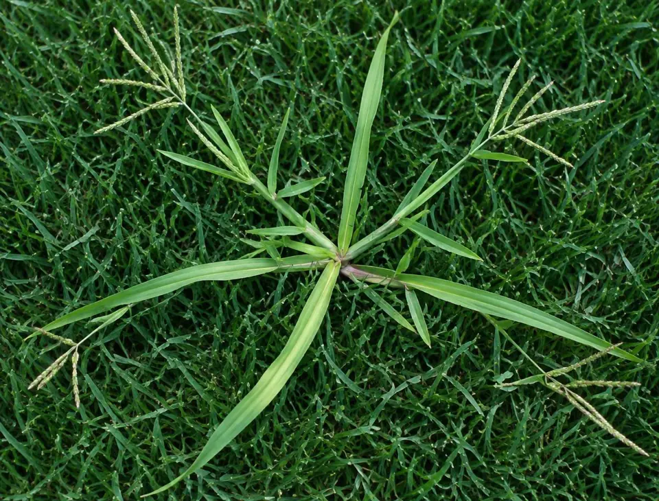 Close-up of a mature crabgrass plant with wide, light-green blades and stems radiating outward from the crown through a fine-bladed cool-season lawn