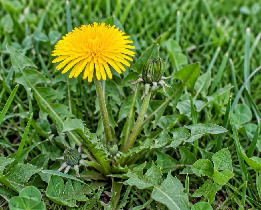 Yellow dandelion blooming in a green lawn