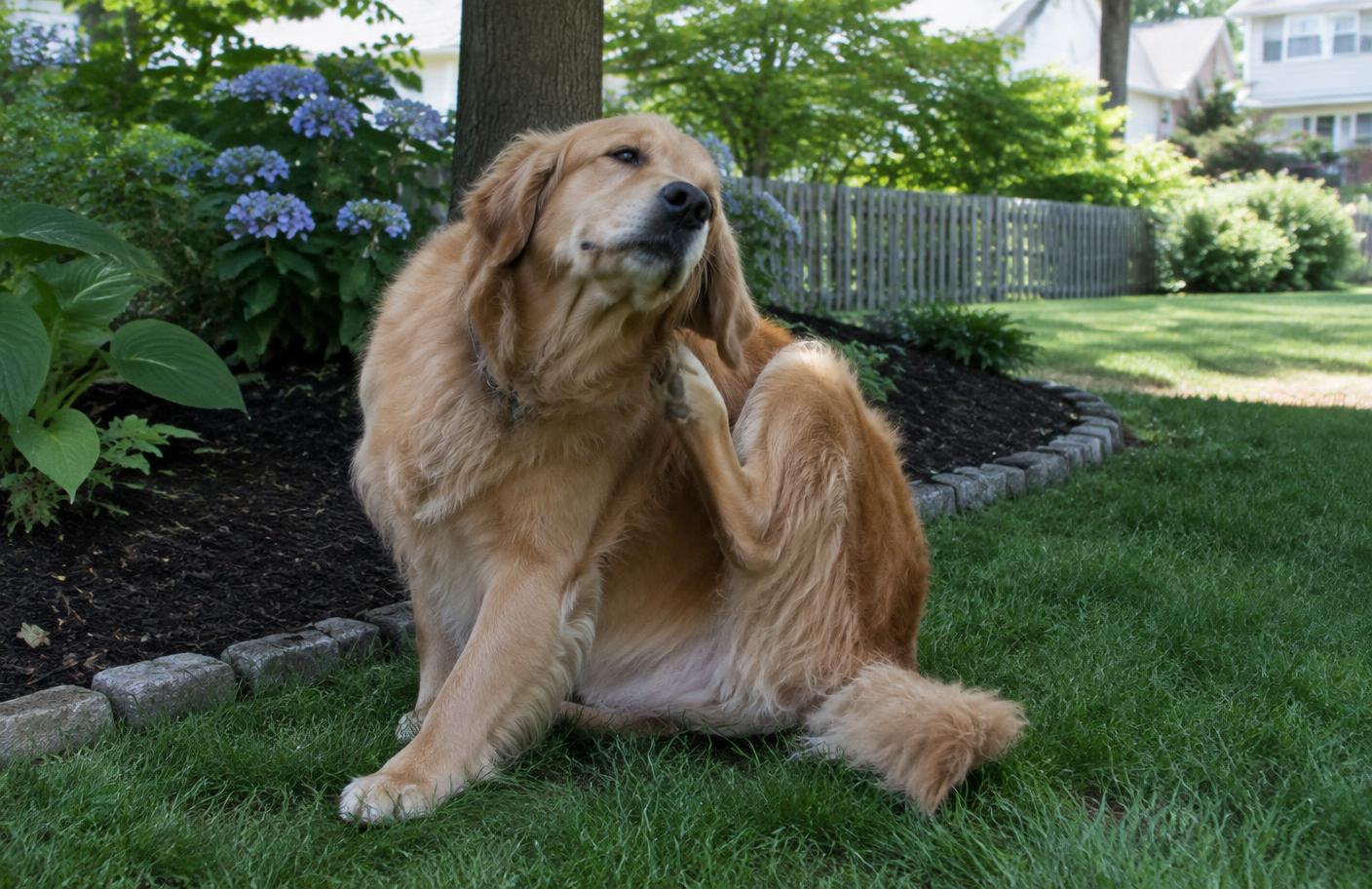 Golden retriever scratching behind its ear on a shaded backyard lawn