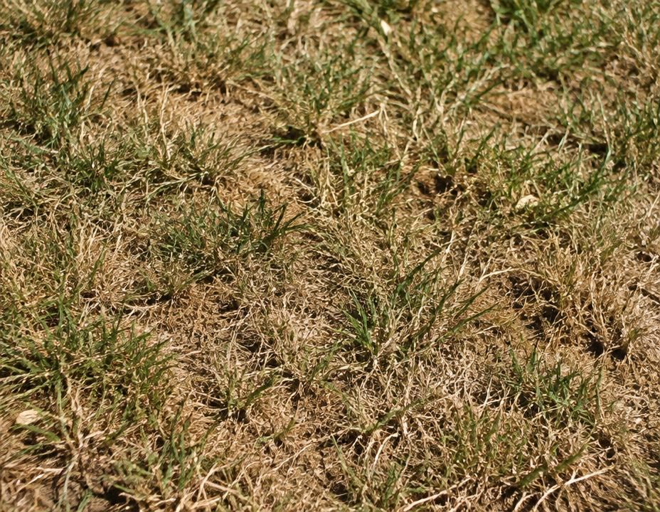 Drought stressed brown lawn grass during a hot dry stretch