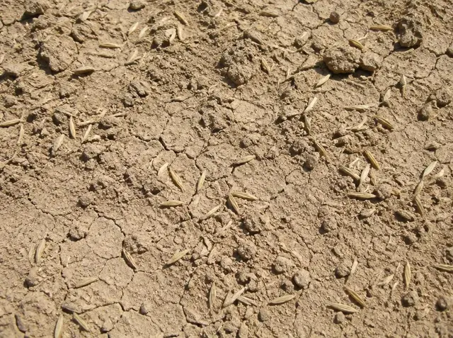 Dry, light-tan cracked seedbed soil with grass seed sitting on the surface