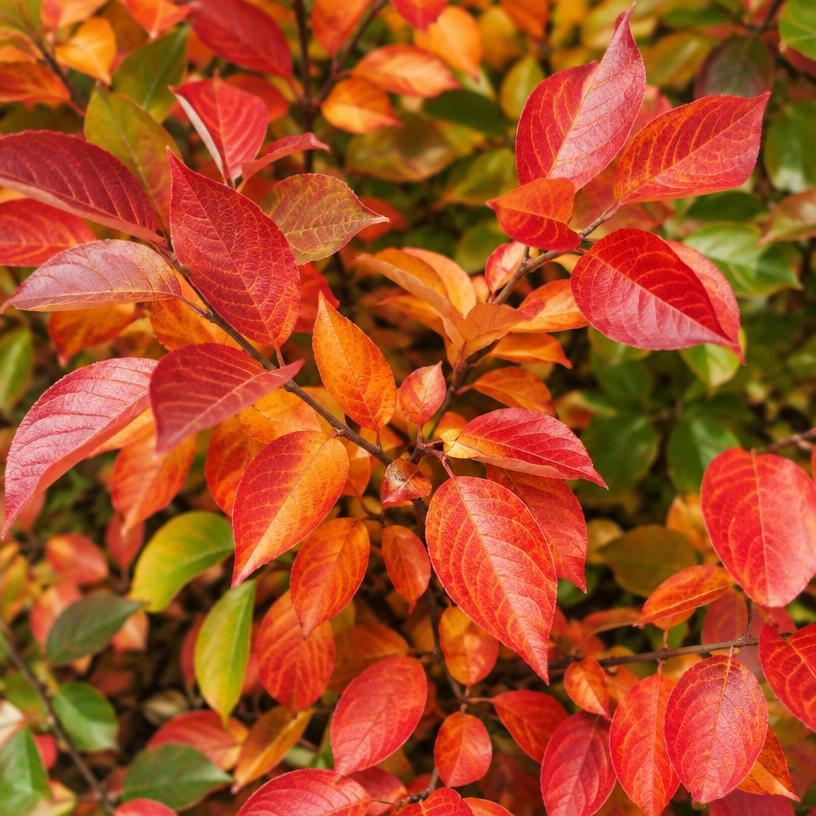 Ornamental shrub leaves turning red and orange in early fall