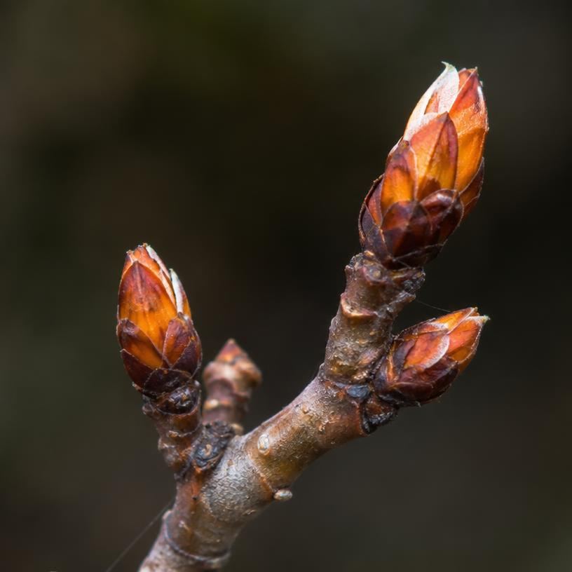 Ornamental tree buds breaking open in early spring