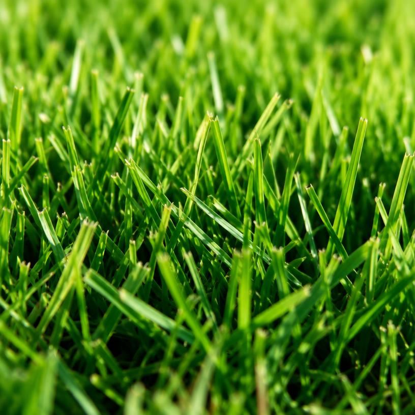Dense early-summer turf in full sunlight
