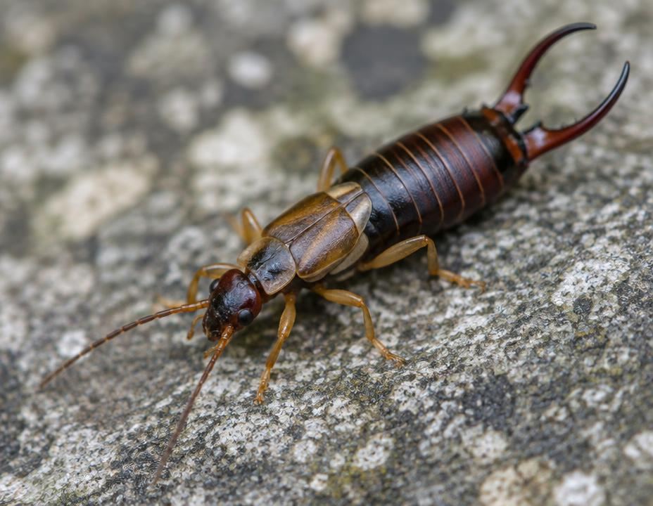Macro photograph of an earwig on a stone surface