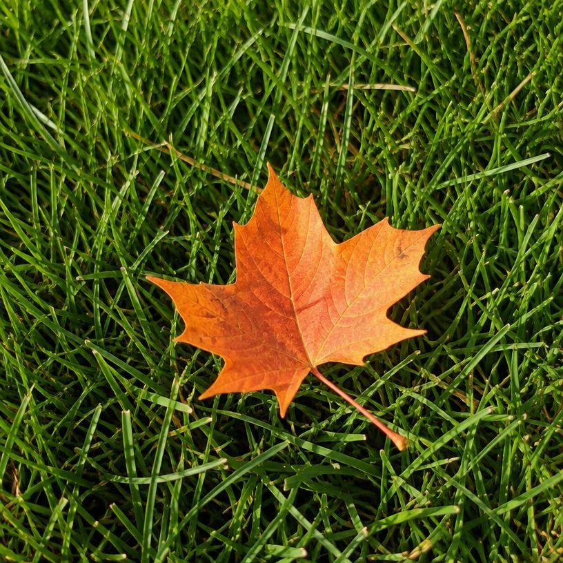Autumn maple leaf resting on a healthy green lawn