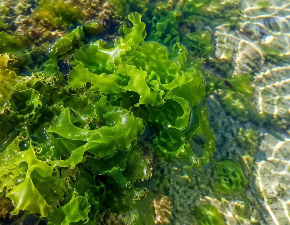 Close-up of green marine algae growing in shallow clear seawater