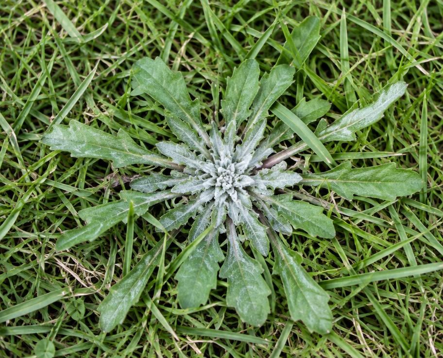 Goosegrass rosette with silvery center in a lawn