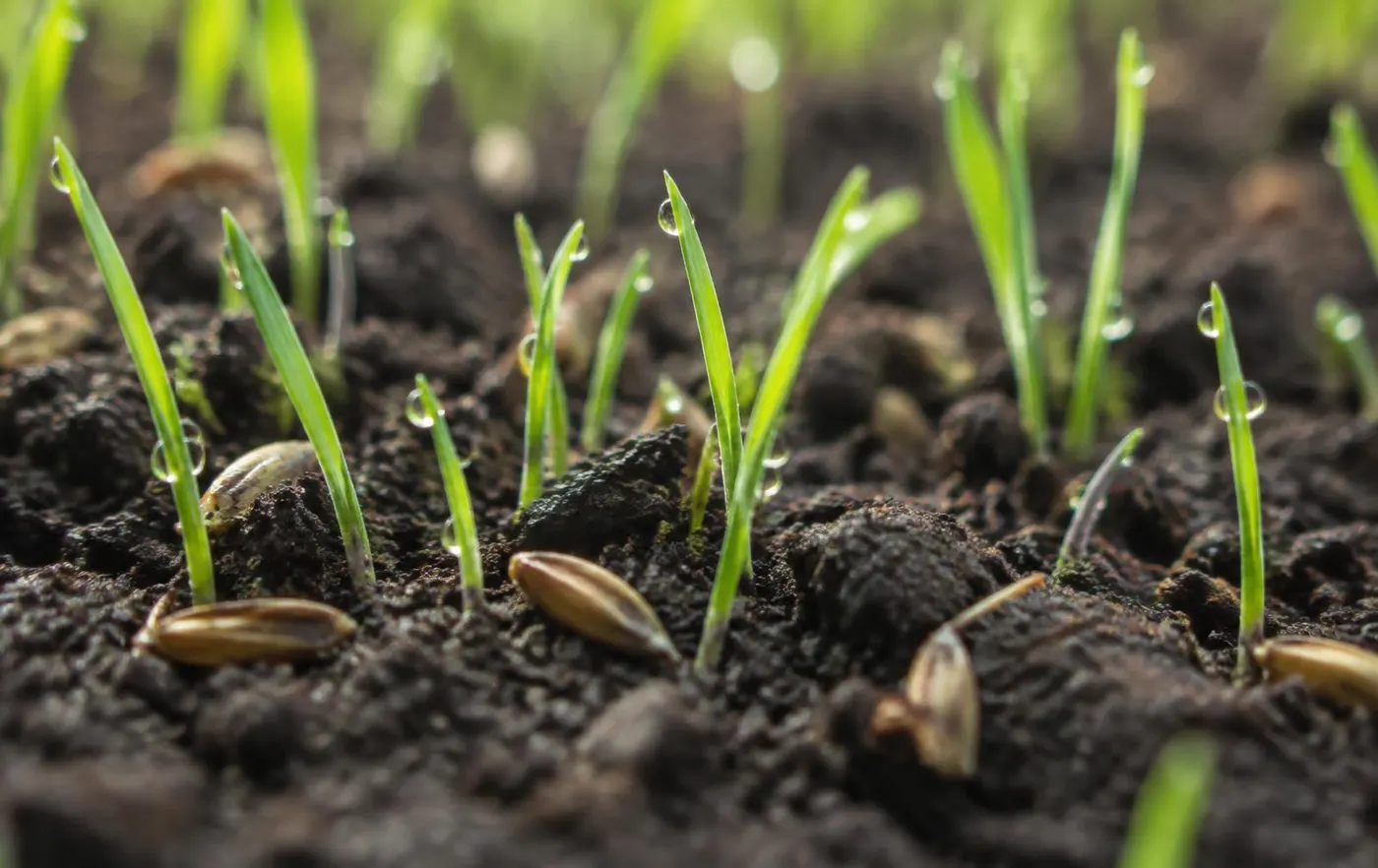 Close-up of new grass seedlings emerging from evenly moist dark soil with water droplets on the thin blades and seed husks on the surface