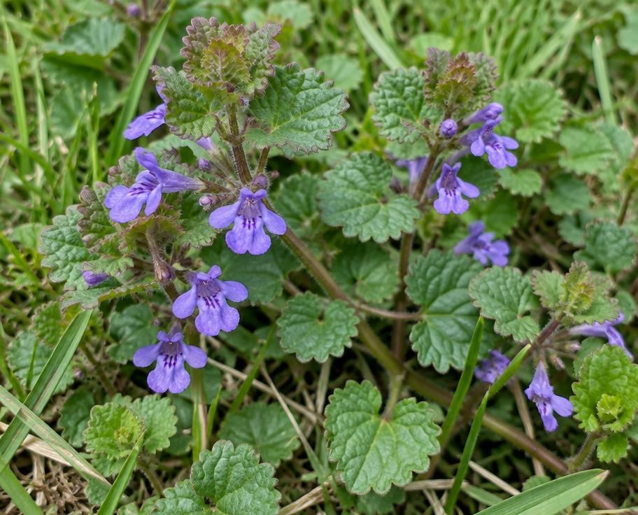 Ground ivy with purple flowers spreading through a lawn