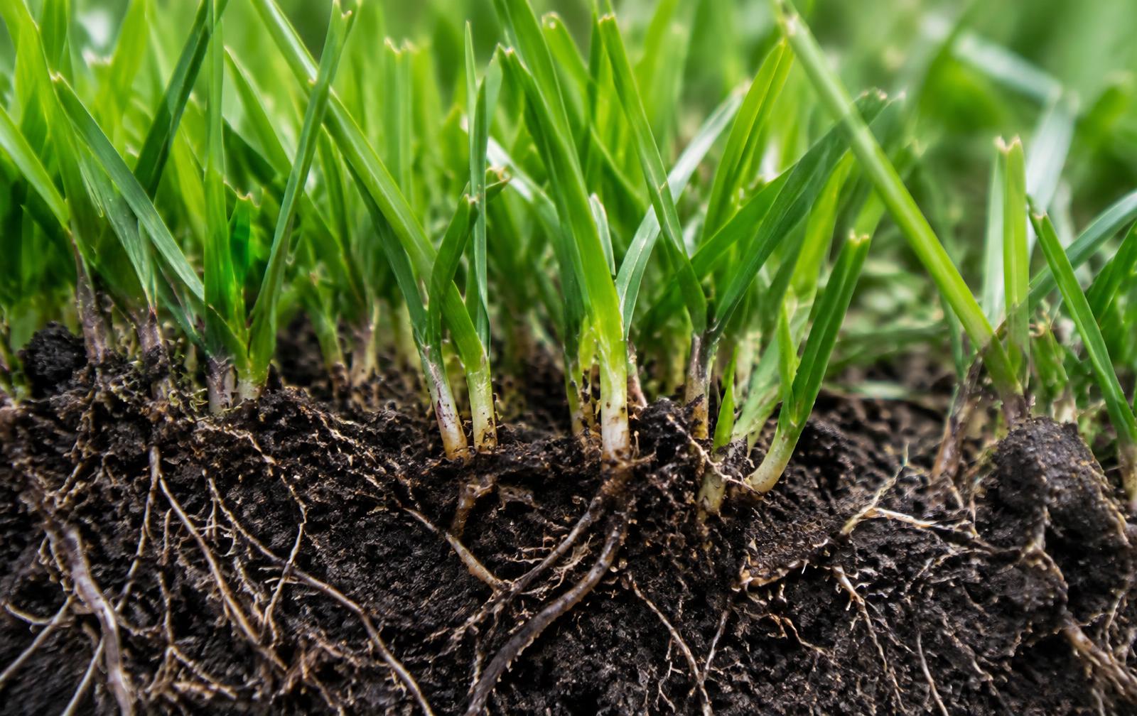 Close-up of healthy grass blades and roots in dark soil