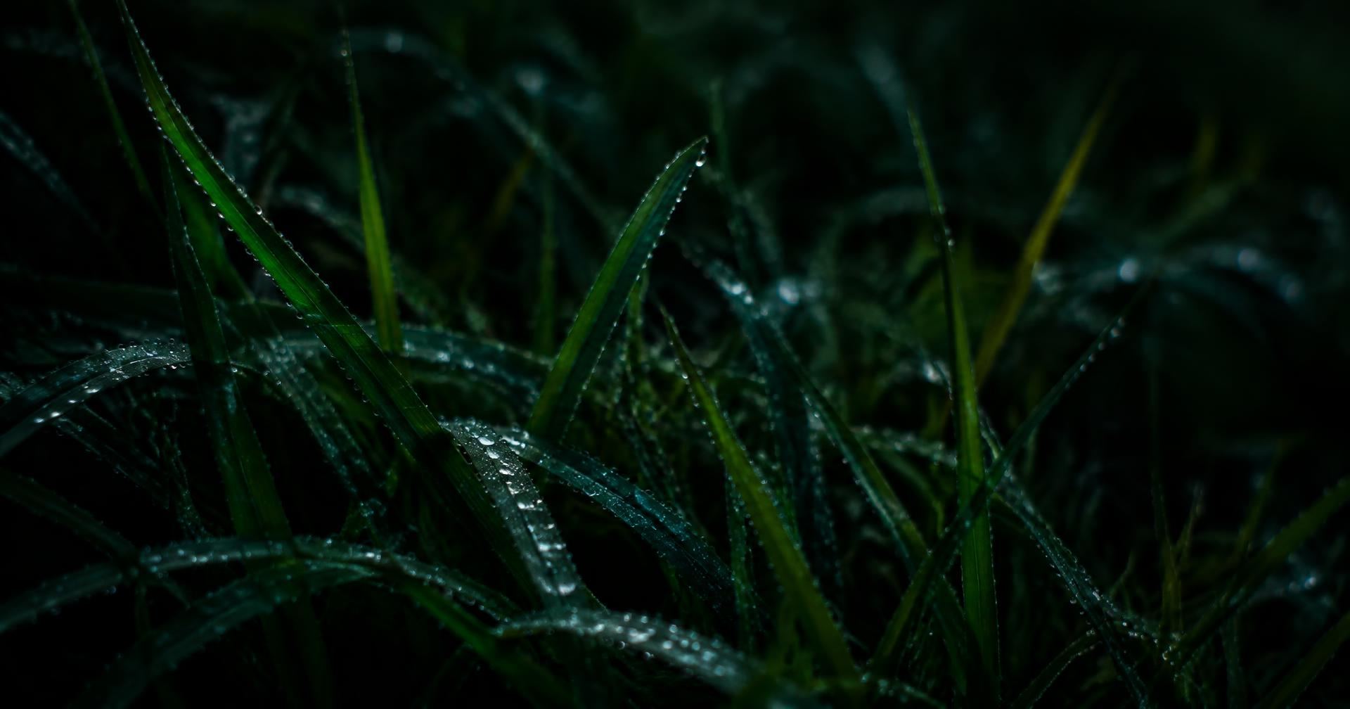 Dew covered blades of grass at dawn