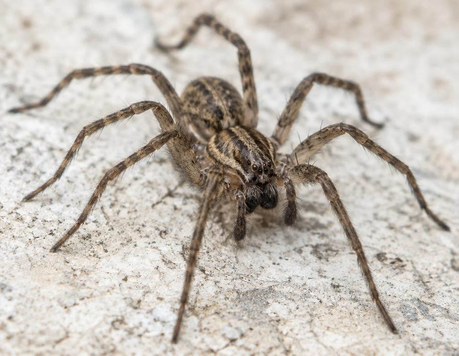 Macro photograph of a common house spider on a light stone surface