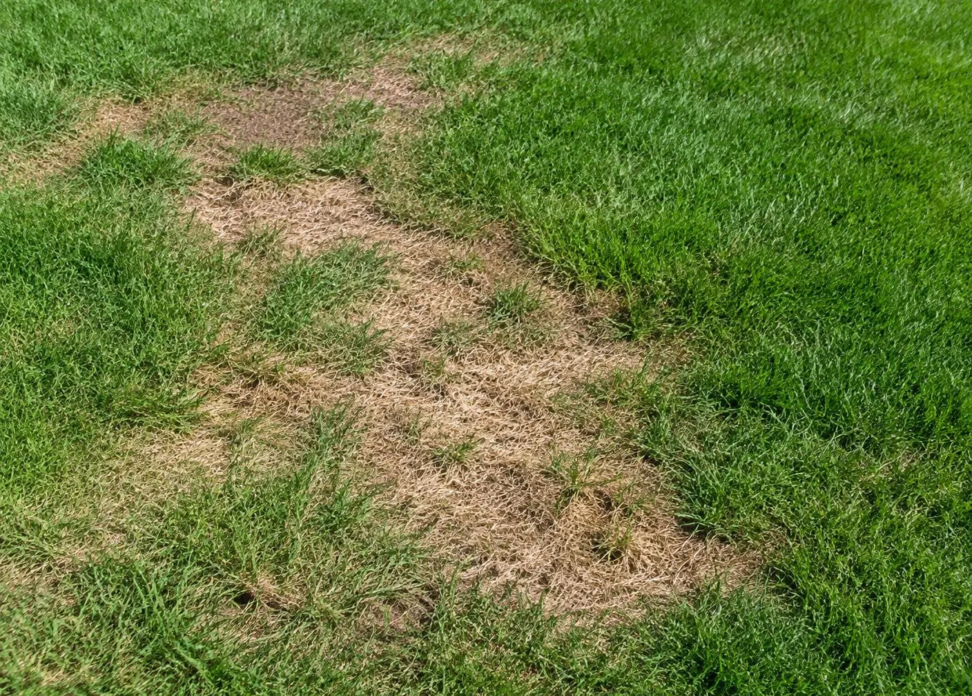 Irregular brown patches of damaged turf beside healthy green grass