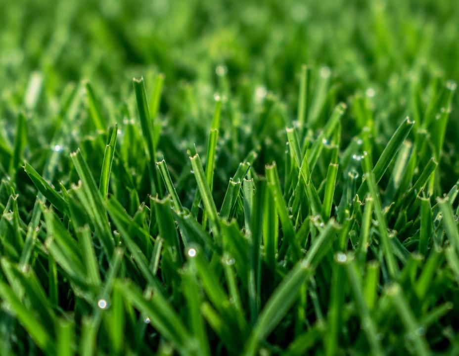 Close-up of dense, healthy dark green turf grass