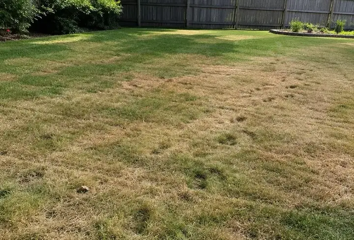 Backyard lawn with broad areas fading from green to gray-brown from heat and drought stress, with footprints visible in the wilted grass