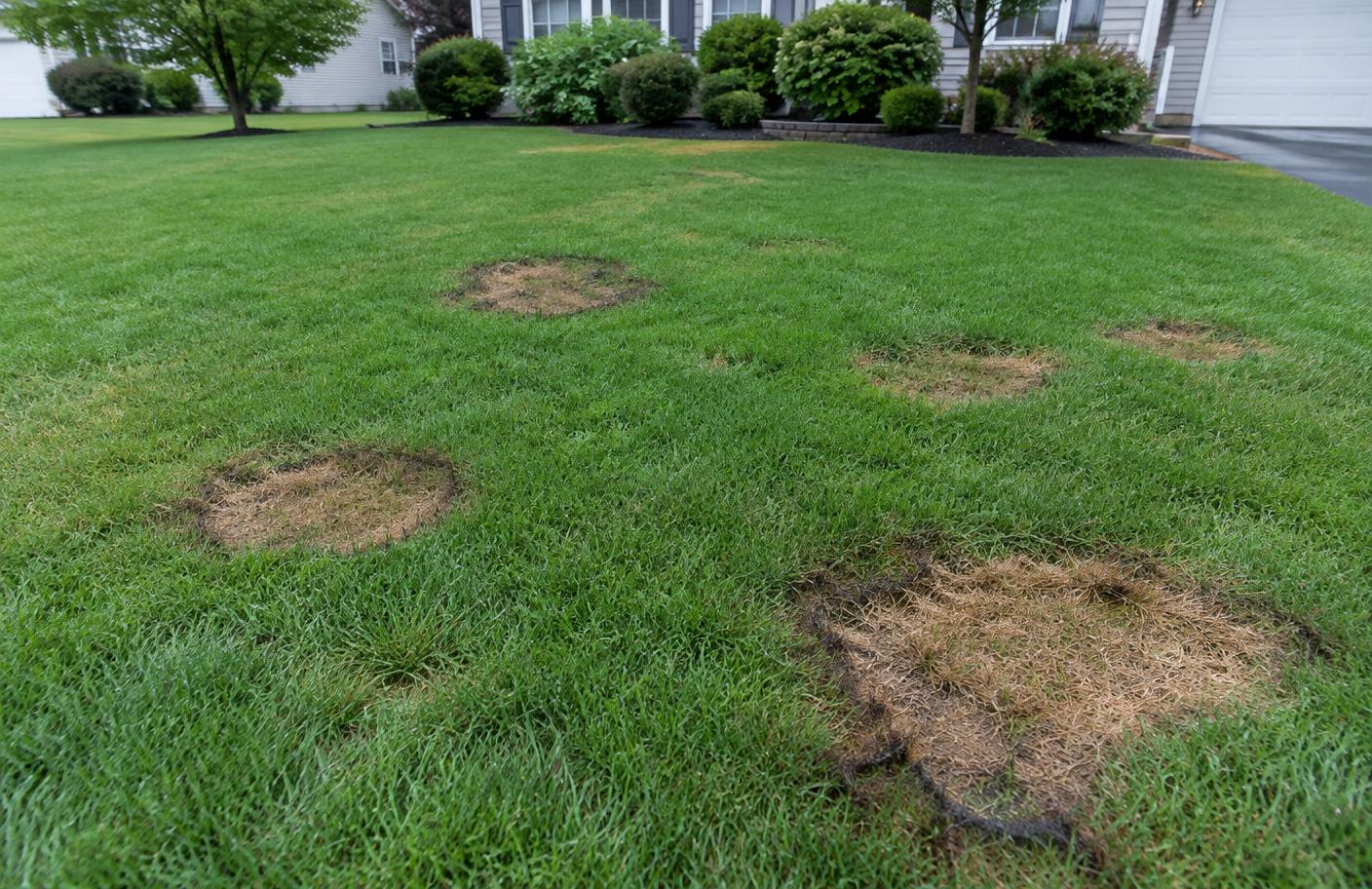 Circular tan brown patch fungus rings with darker edges in a green tall fescue front lawn in New Jersey during humid summer weather