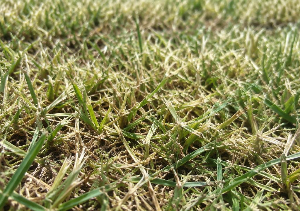 Close-up of stressed, yellowing grass mowed too short with torn blade tips
