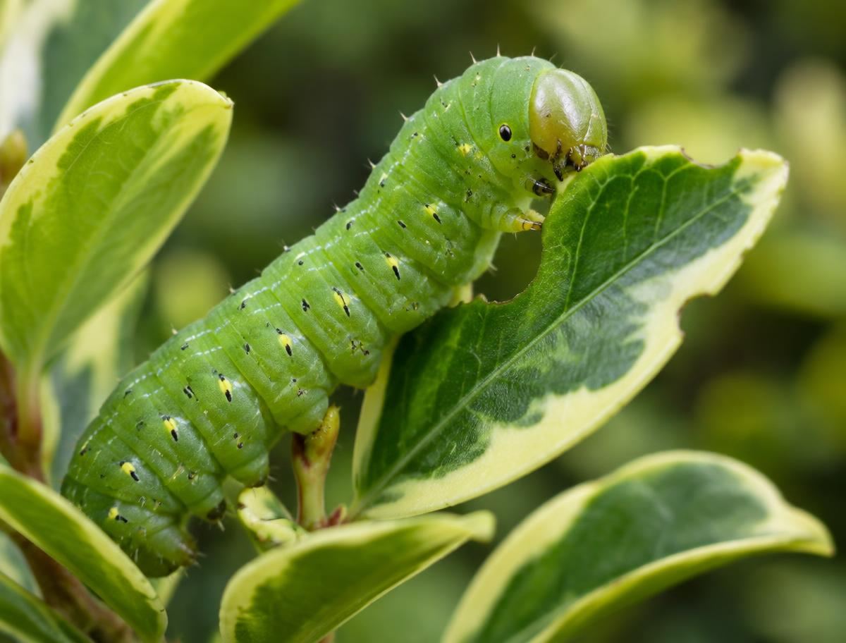 Green caterpillar chewing the edge of an ornamental shrub leaf